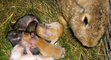 Kolikrát denně králík krmí novorozené králíky a rysy